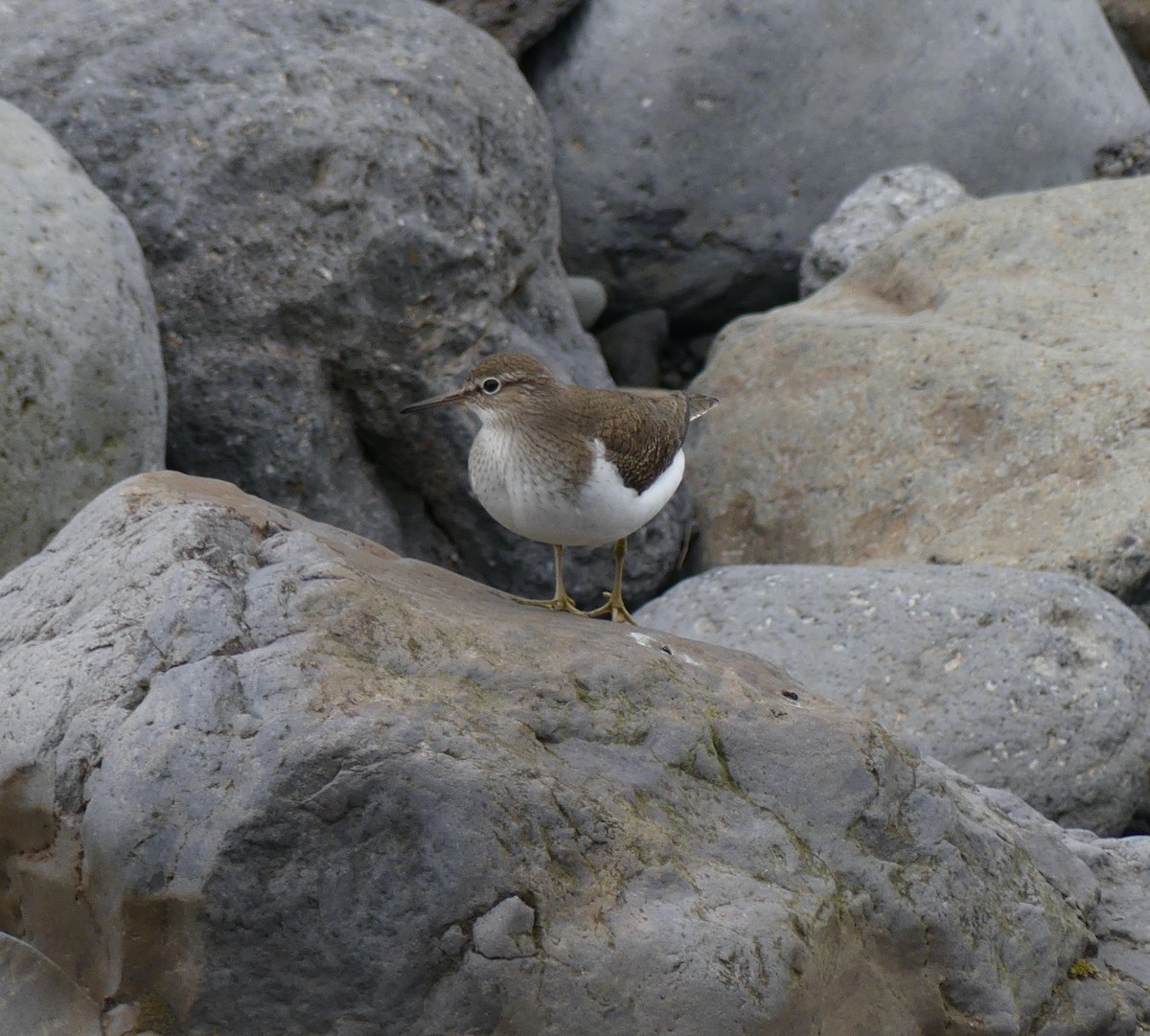 Common Sandpiper - ML620439304