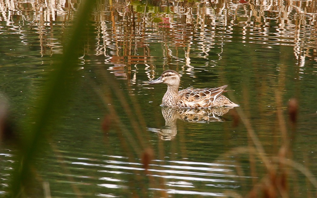 Garganey - ML620439320