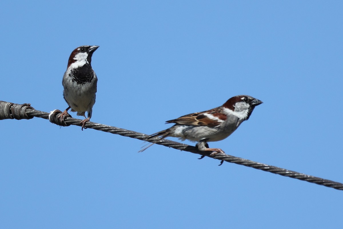 Spanish Sparrow - ML620439321