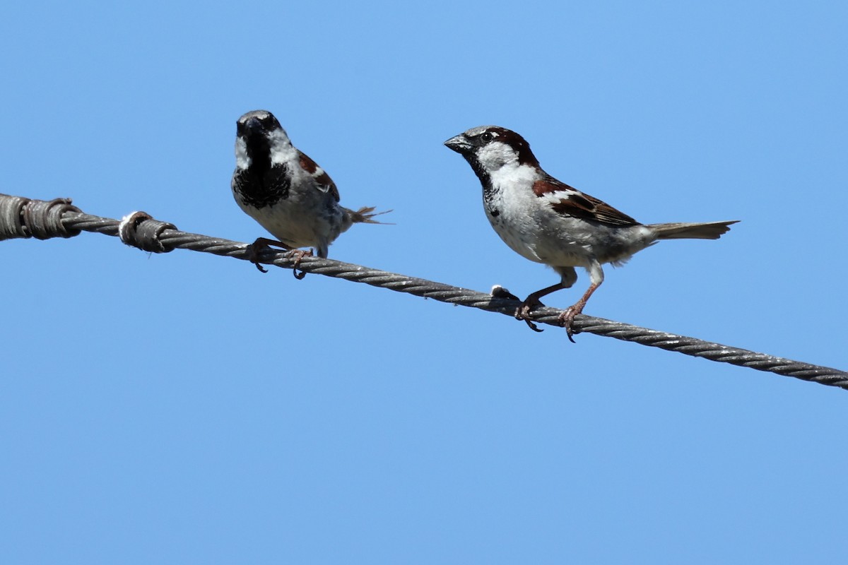 Spanish Sparrow - ML620439322