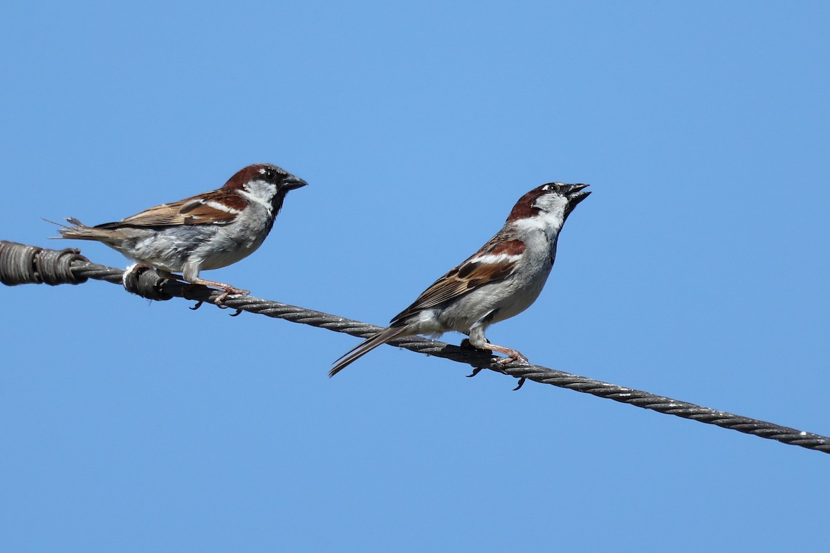 Spanish Sparrow - Anonymous