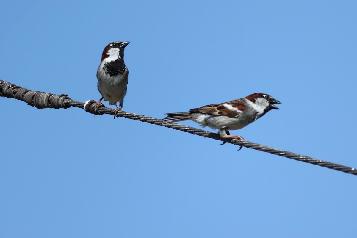 Spanish Sparrow - ML620439324