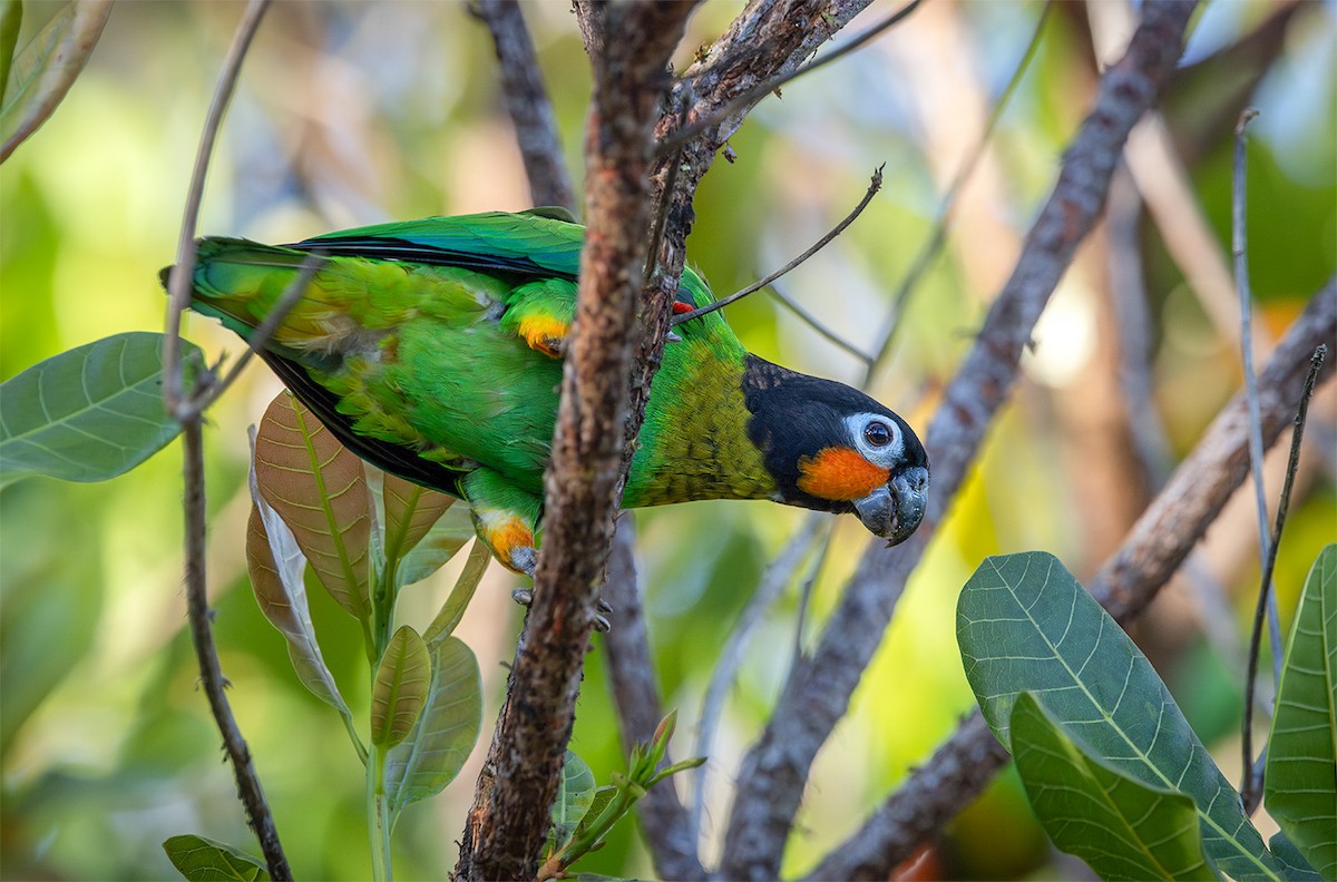 Orange-cheeked Parrot - ML620439326