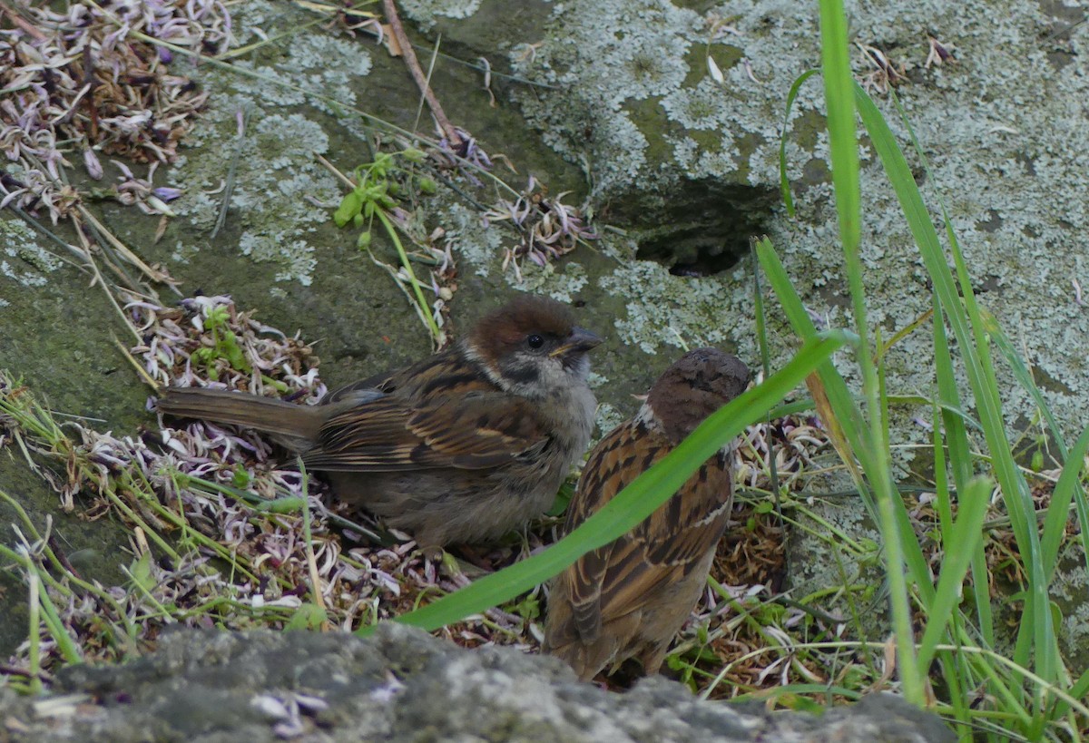 Eurasian Tree Sparrow - ML620439329