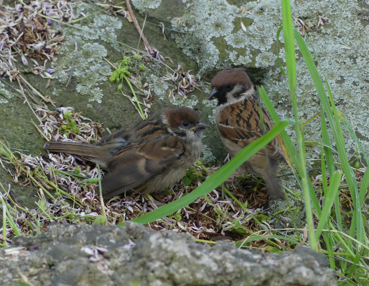 Eurasian Tree Sparrow - ML620439330