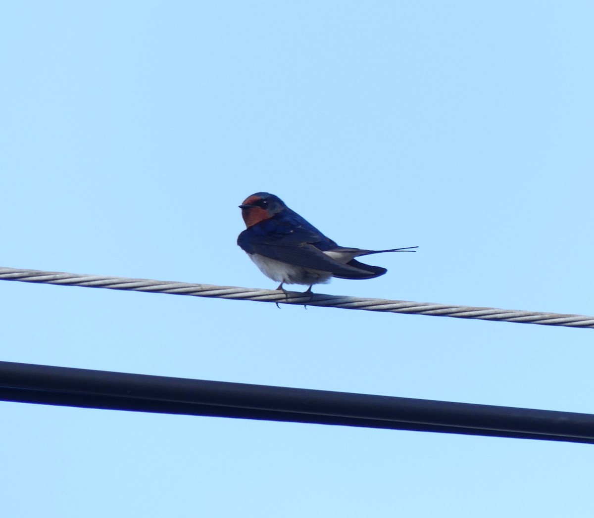 Barn Swallow - ML620439331