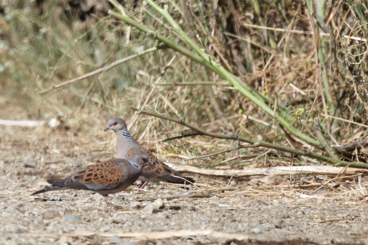 European Turtle-Dove - ML620439334