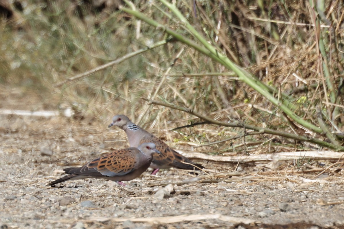 European Turtle-Dove - ML620439335