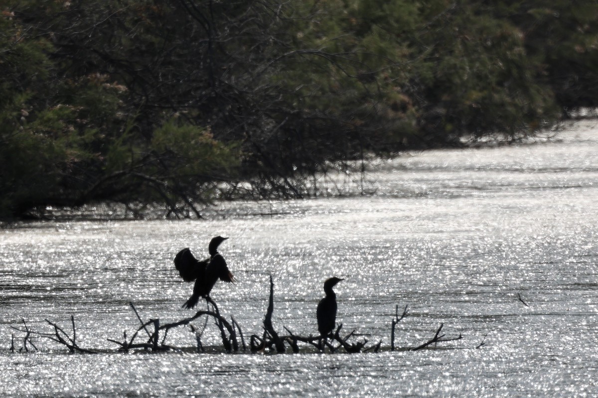 Pygmy Cormorant - ML620439343