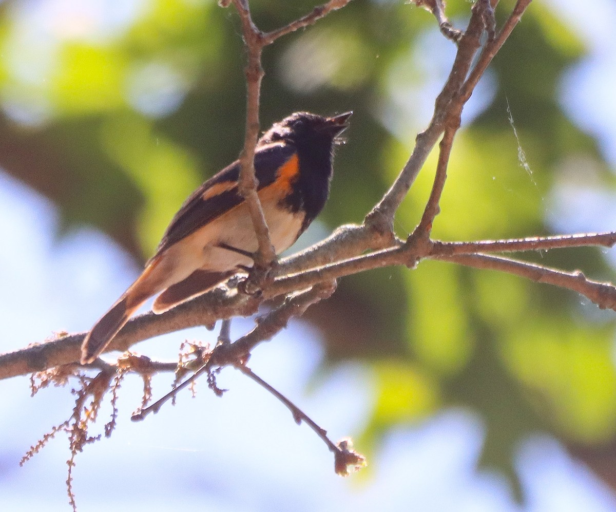 American Redstart - ML620439347