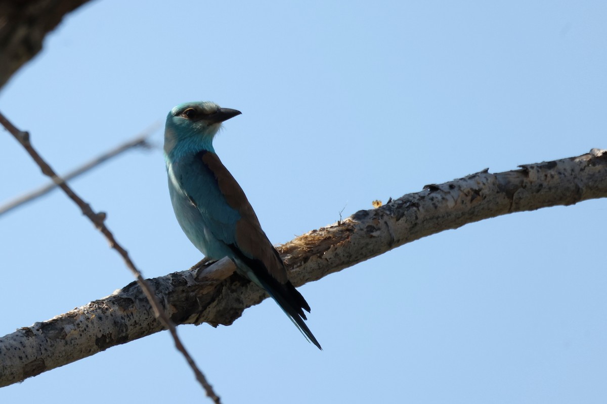 European Roller - ML620439348