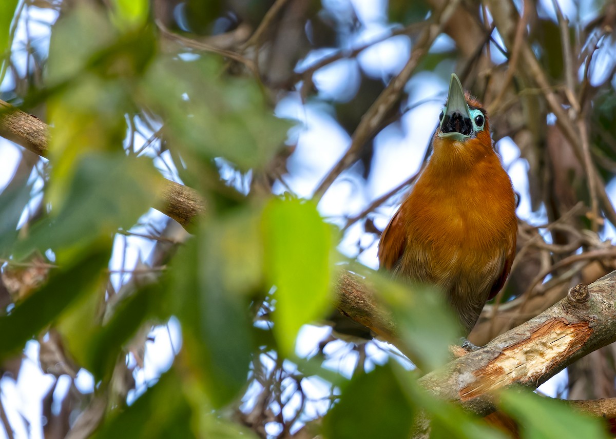 Raffles's Malkoha - ML620439352