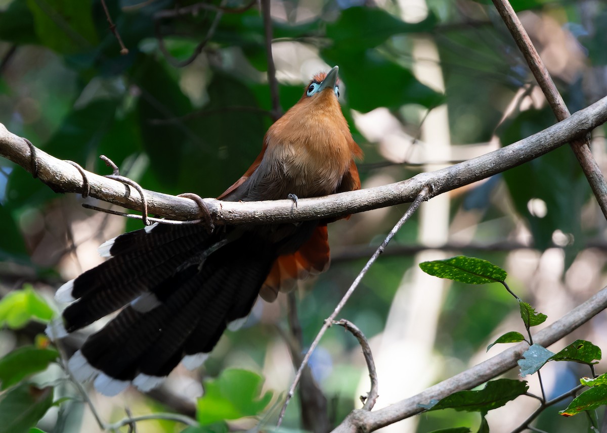 Raffles's Malkoha - ML620439353