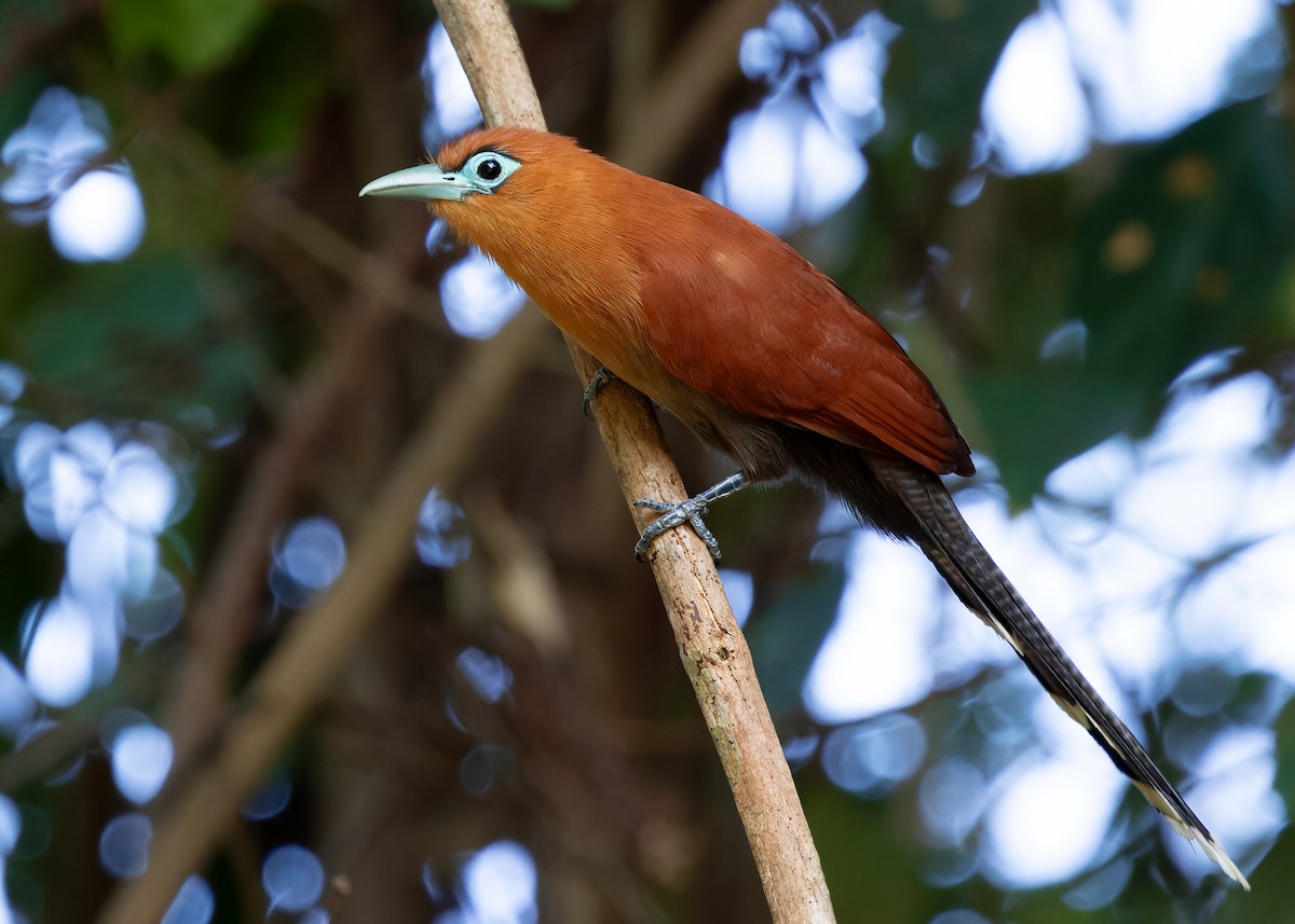 Raffles's Malkoha - ML620439356