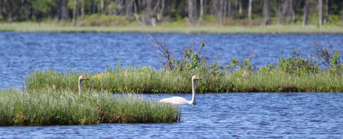 Whooper Swan - ML620439359