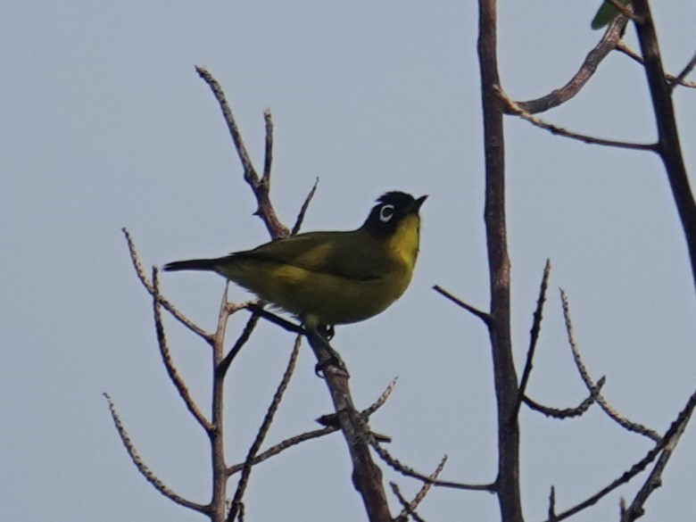 Black-headed White-eye - ML620439360