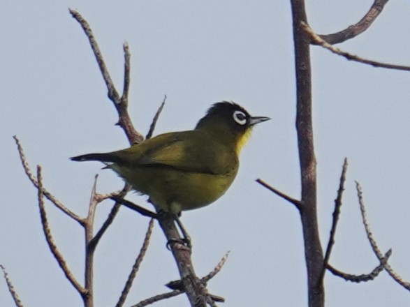 Black-headed White-eye - ML620439361