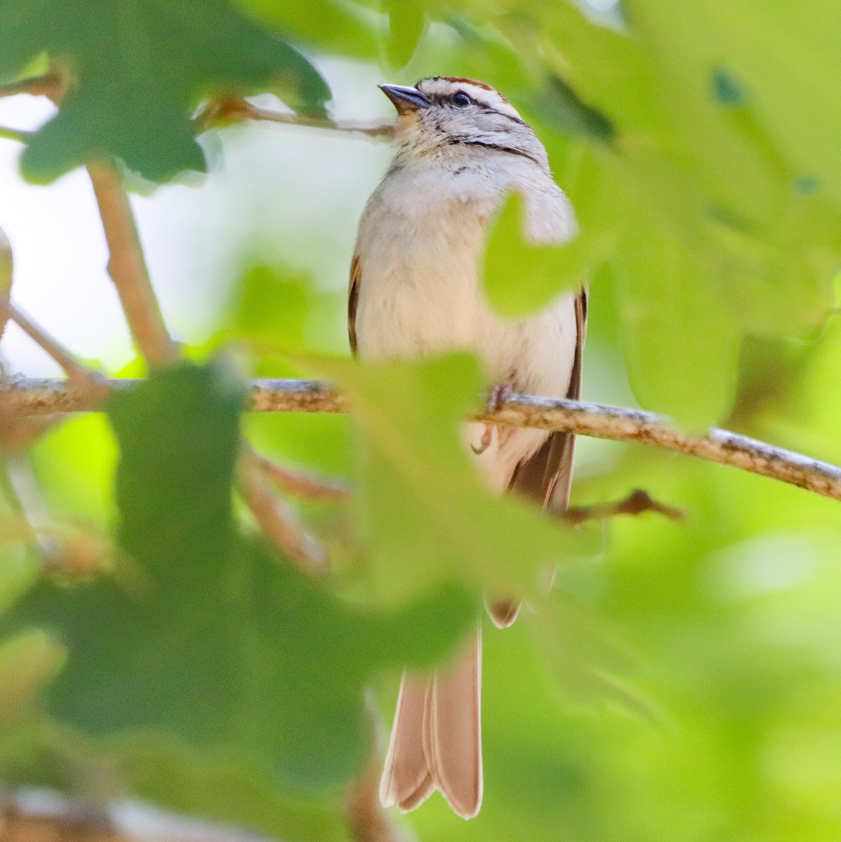 Chipping Sparrow - ML620439362