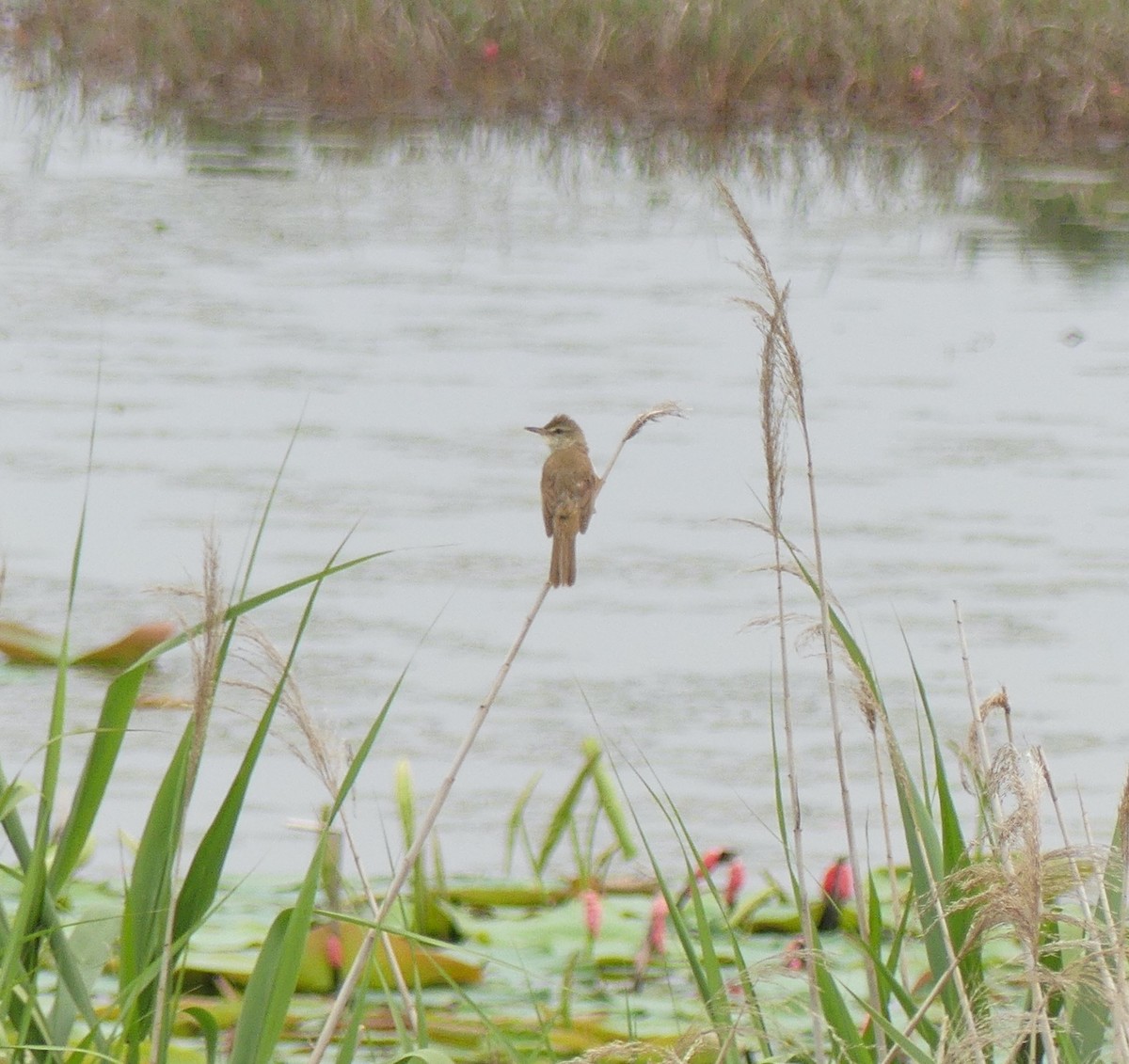 Oriental Reed Warbler - ML620439364