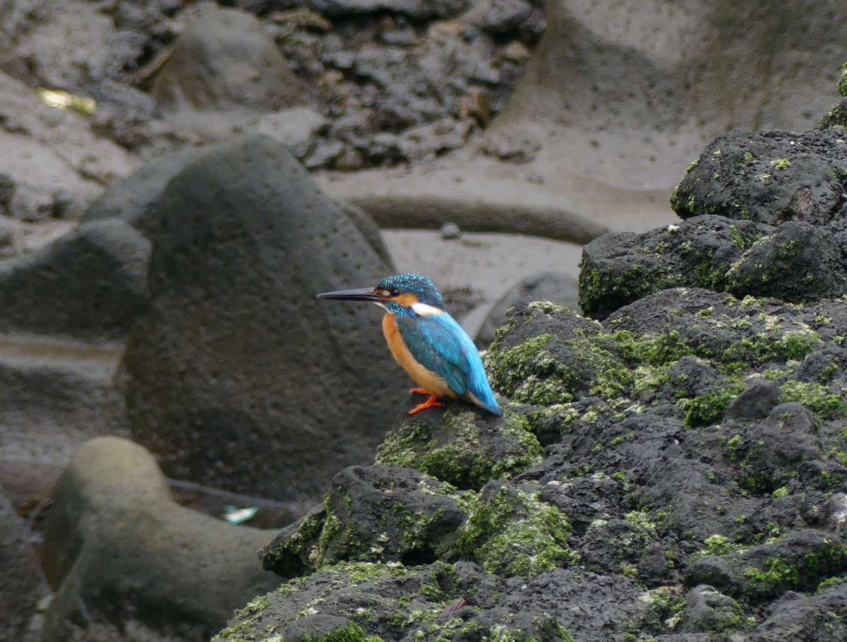 Common Kingfisher - ML620439366