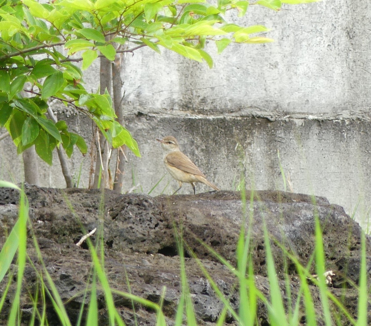 Oriental Reed Warbler - ML620439367