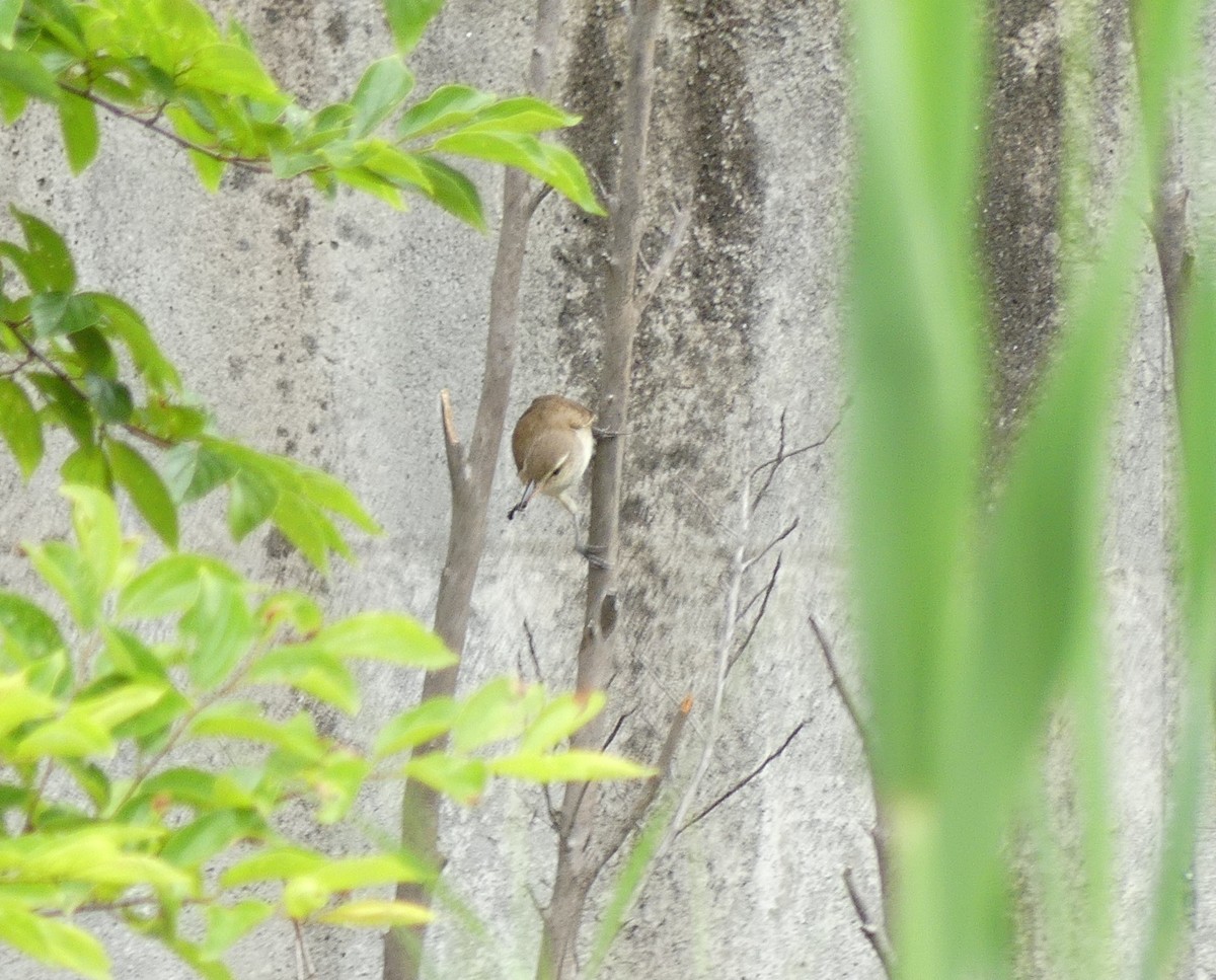 Oriental Reed Warbler - ML620439369