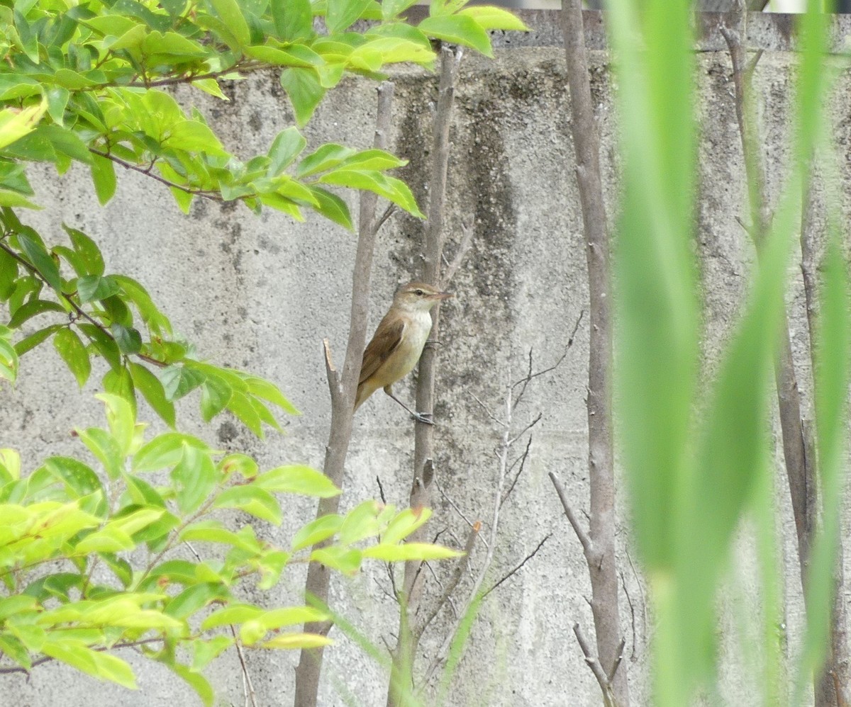 Oriental Reed Warbler - ML620439372