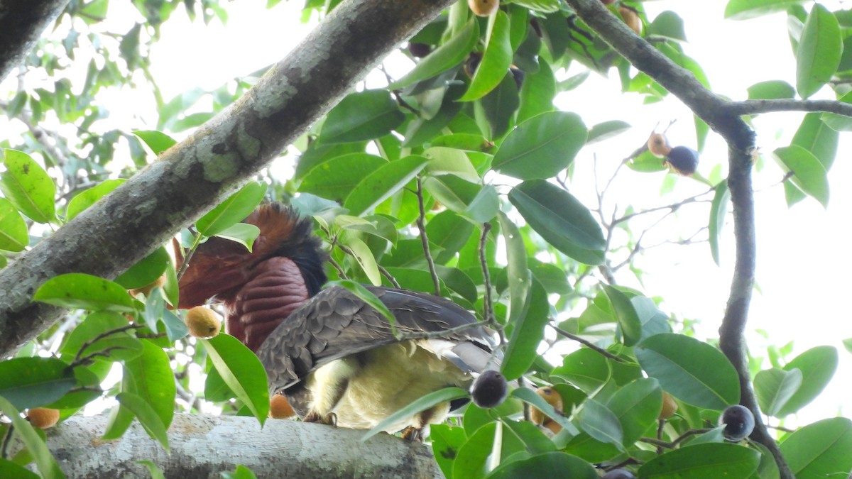 Helmeted Hornbill - ML620439374