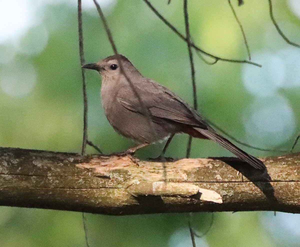 Gray Catbird - ML620439378