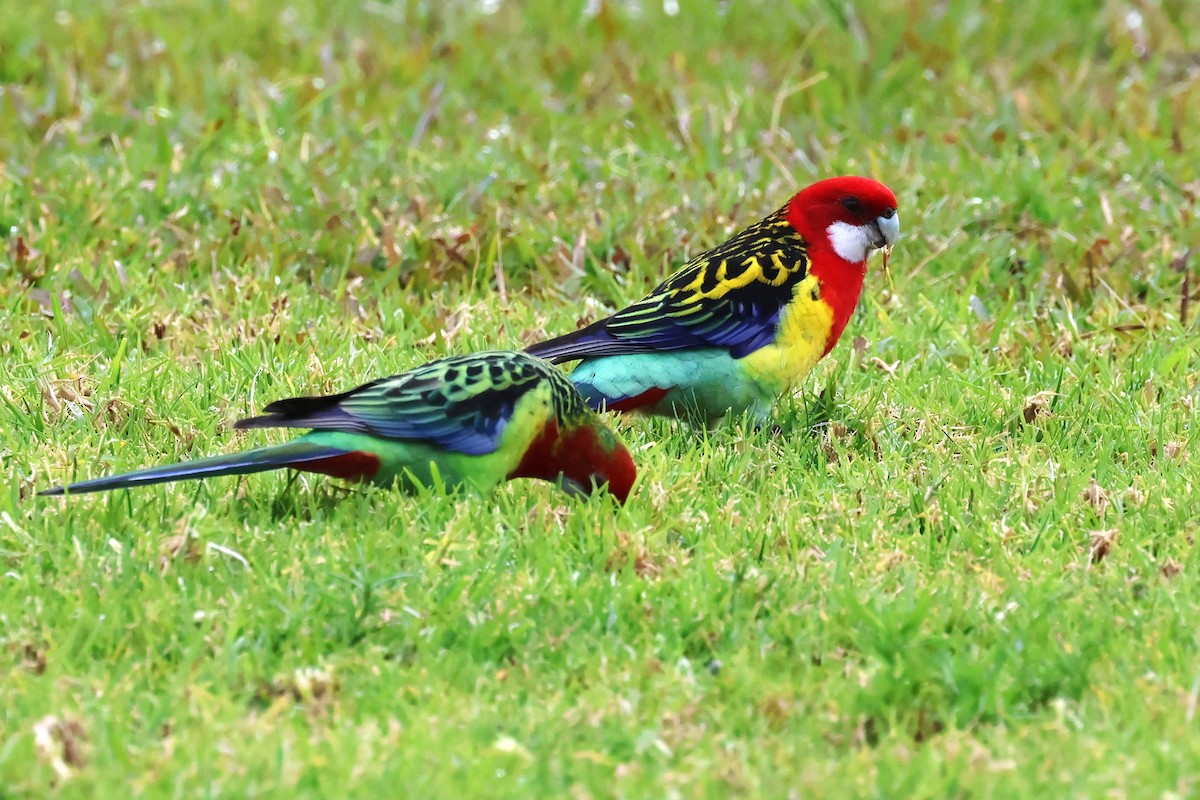 Eastern Rosella - ML620439379