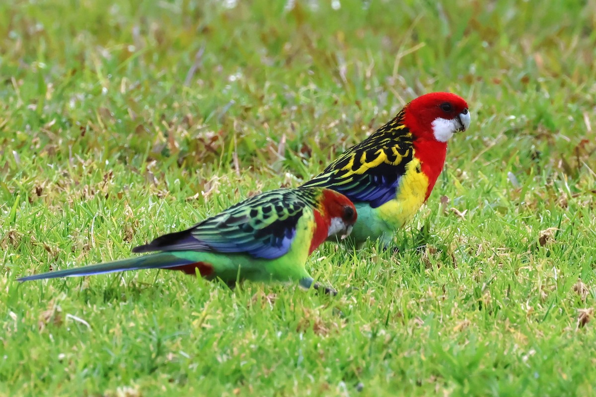 Eastern Rosella - ML620439380