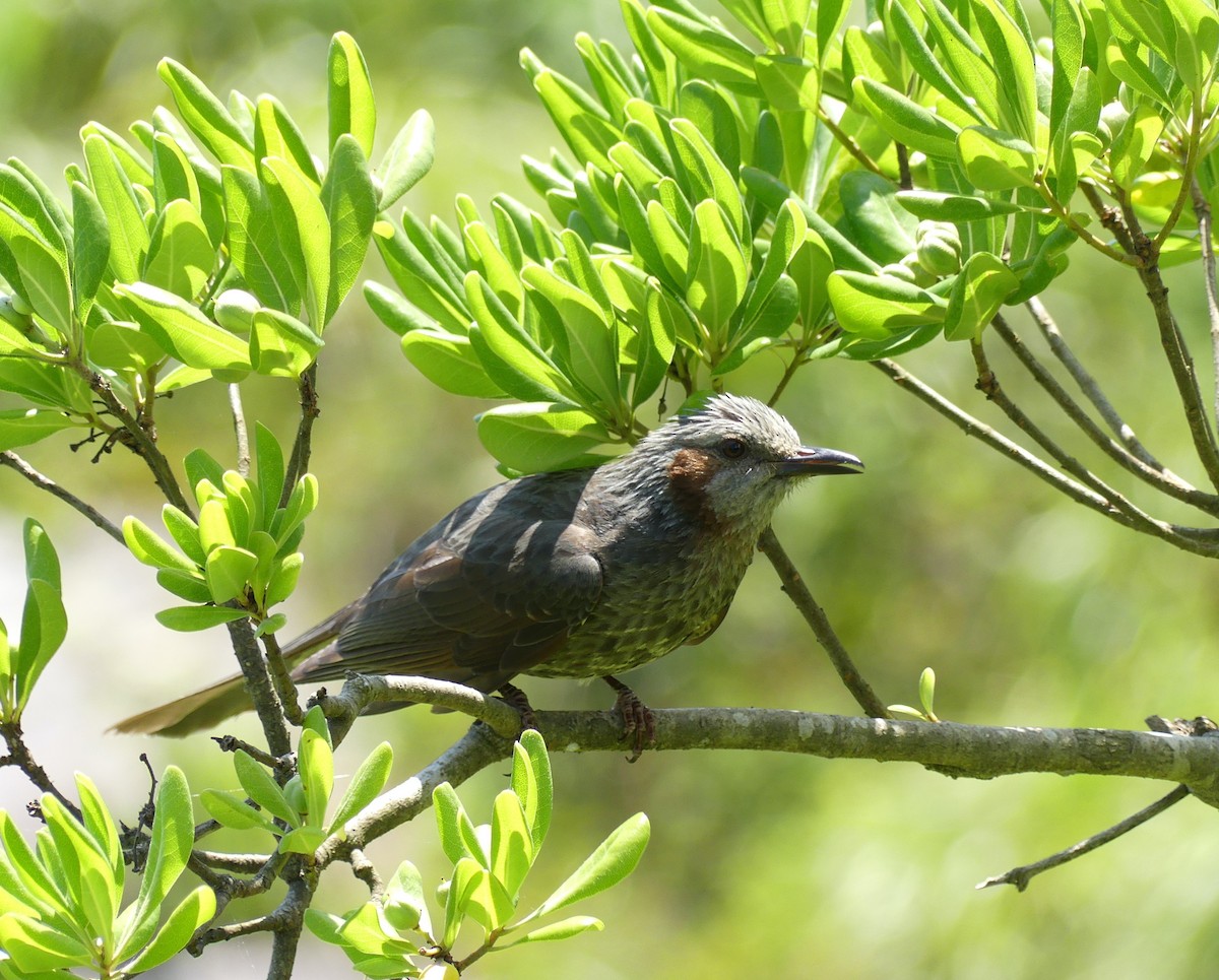 Brown-eared Bulbul - ML620439383