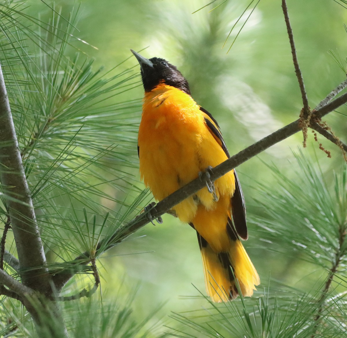 Baltimore Oriole - Shelly Kehrle.Sulser