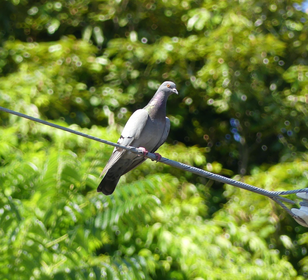 Rock Pigeon (Feral Pigeon) - ML620439386