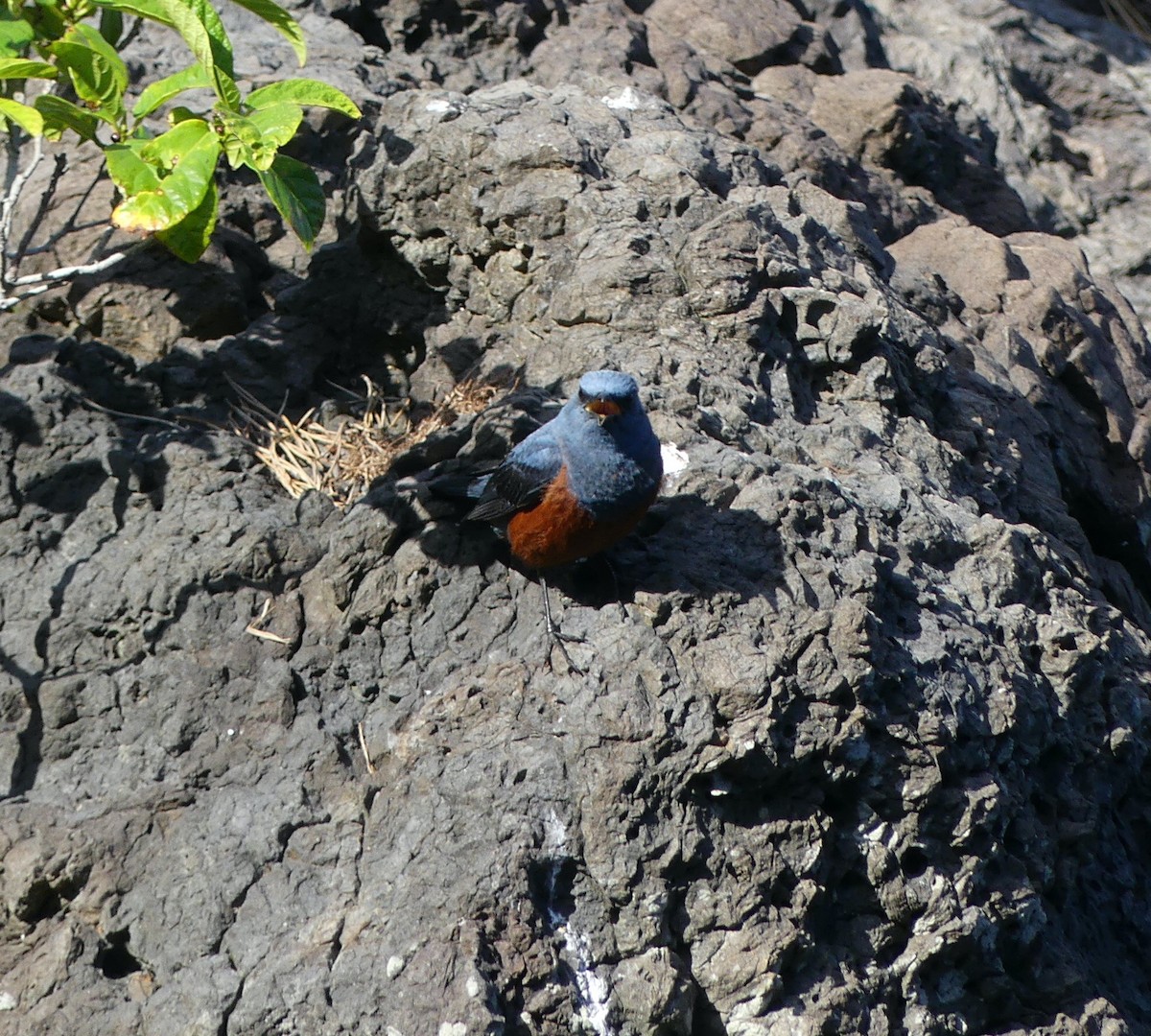 Blue Rock-Thrush - ML620439387