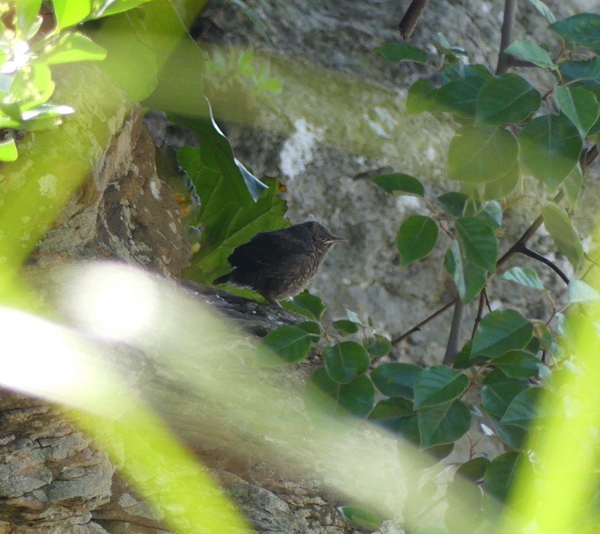 Blue Rock-Thrush - ML620439389