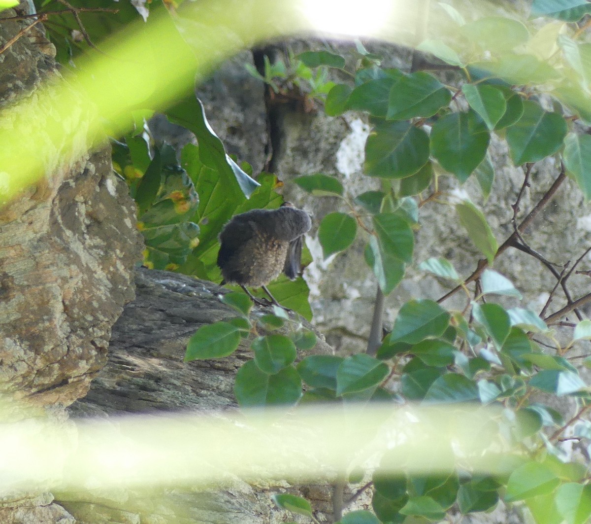 Blue Rock-Thrush - ML620439390