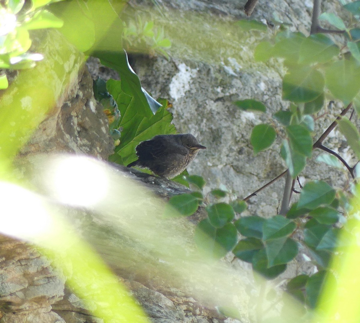 Blue Rock-Thrush - ML620439391