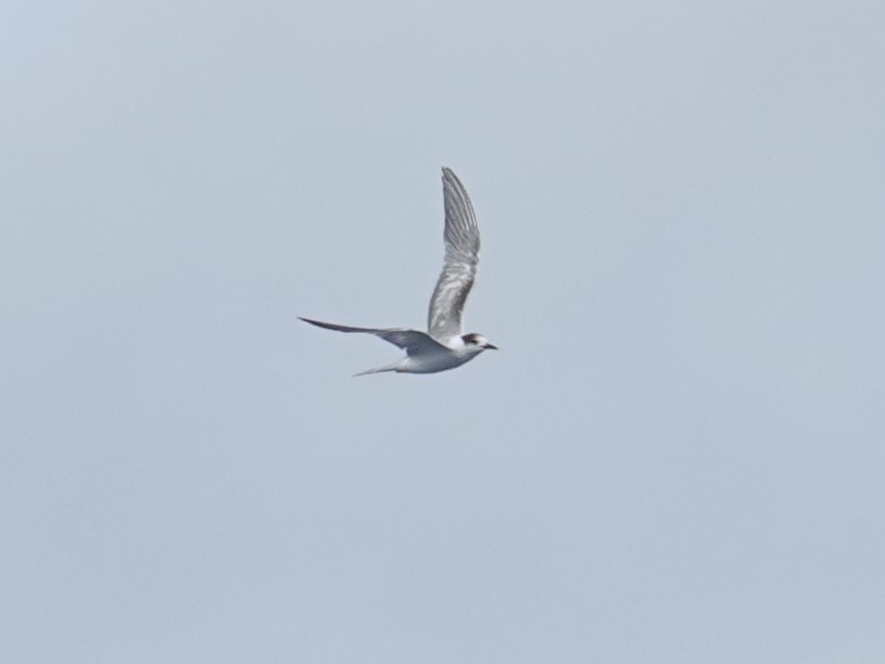 Common Tern - ML620439401