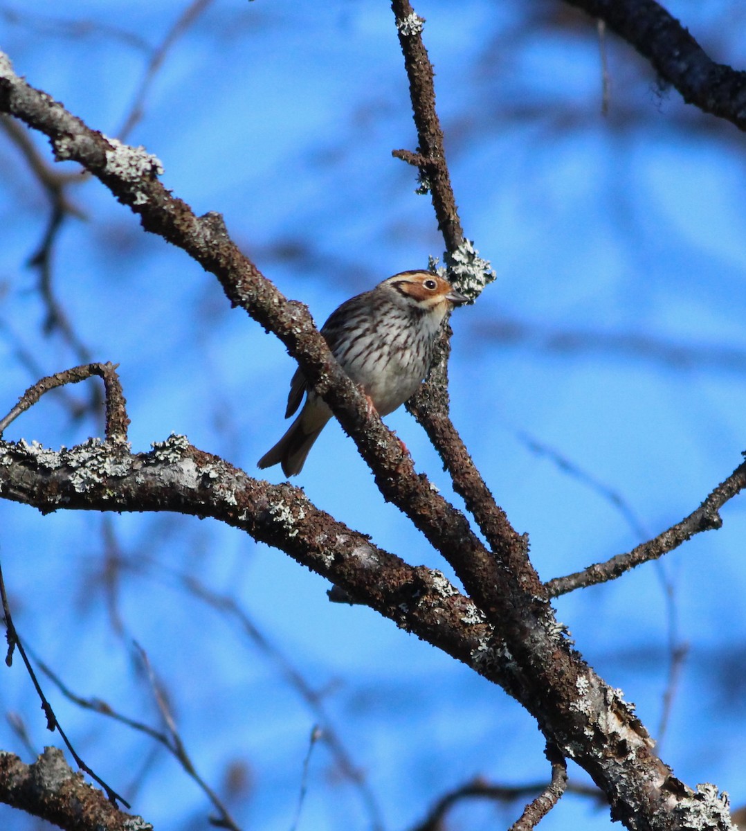 Little Bunting - ML620439403