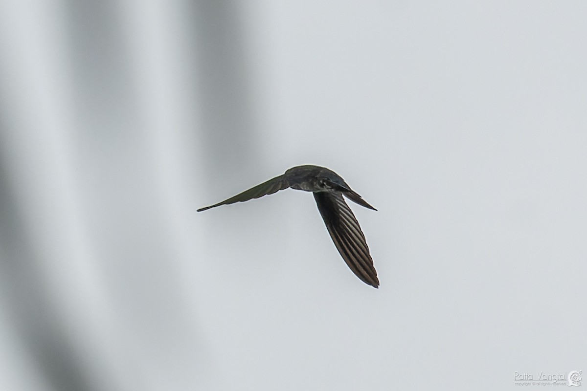 White-nest Swiftlet - ML620439411