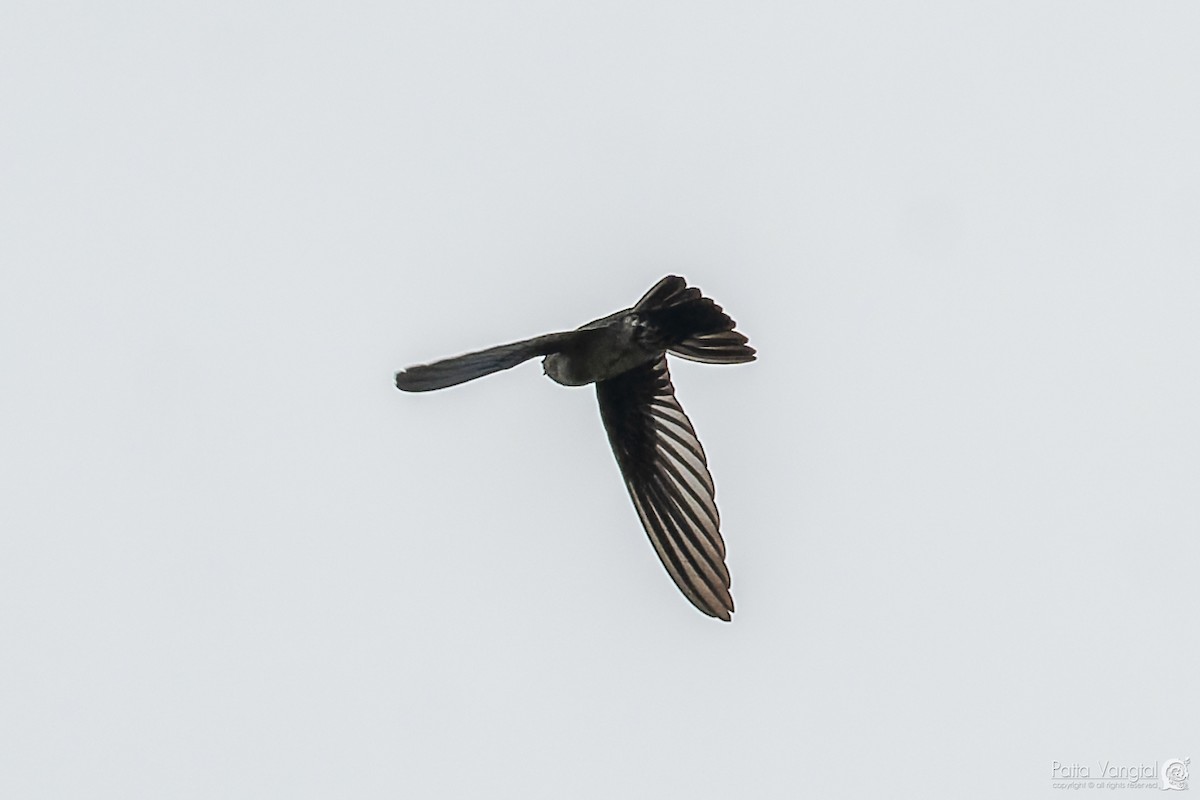 White-nest Swiftlet - ML620439412