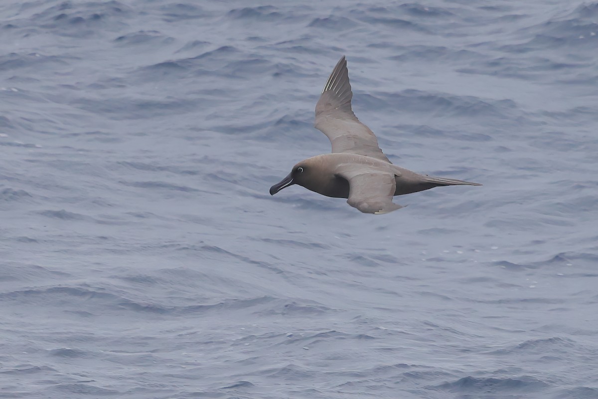 Sooty Albatross - ML620439414