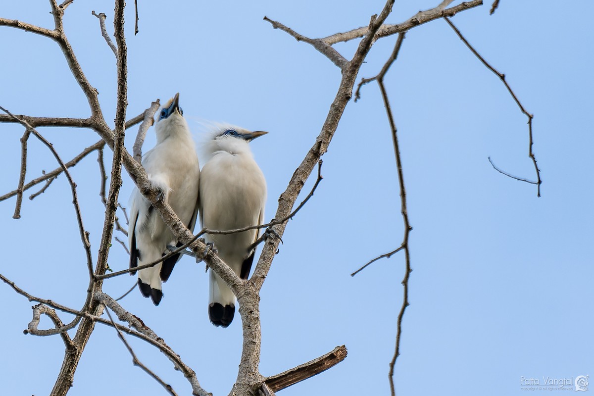 Bali Myna - ML620439417