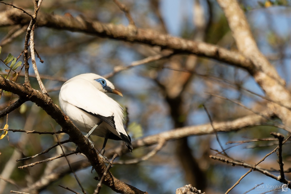 Bali Myna - ML620439418