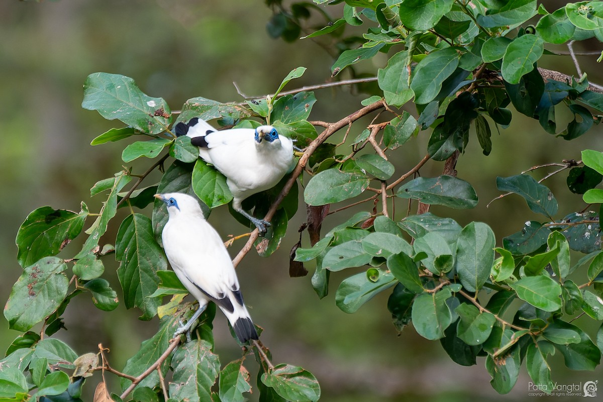 Bali Myna - ML620439419