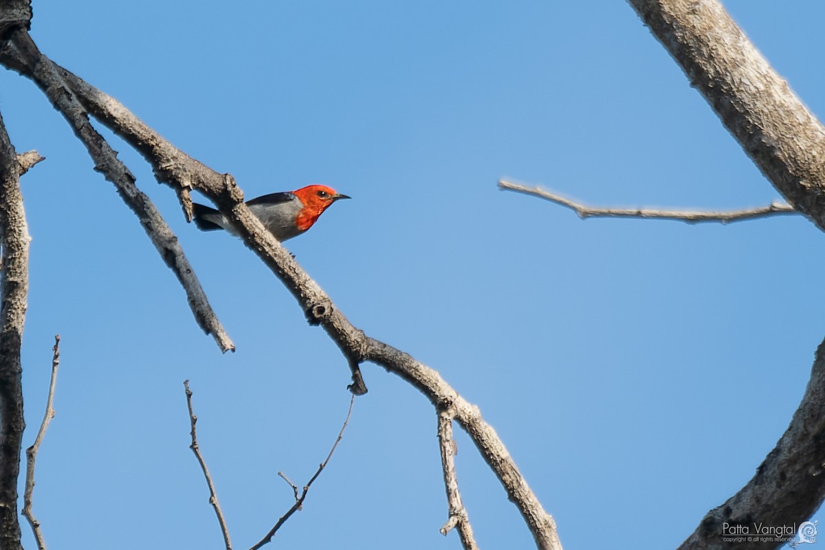 Scarlet-headed Flowerpecker - ML620439423