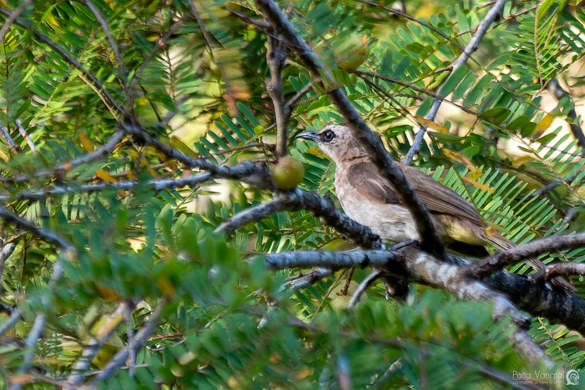 Yellow-vented Bulbul - ML620439426