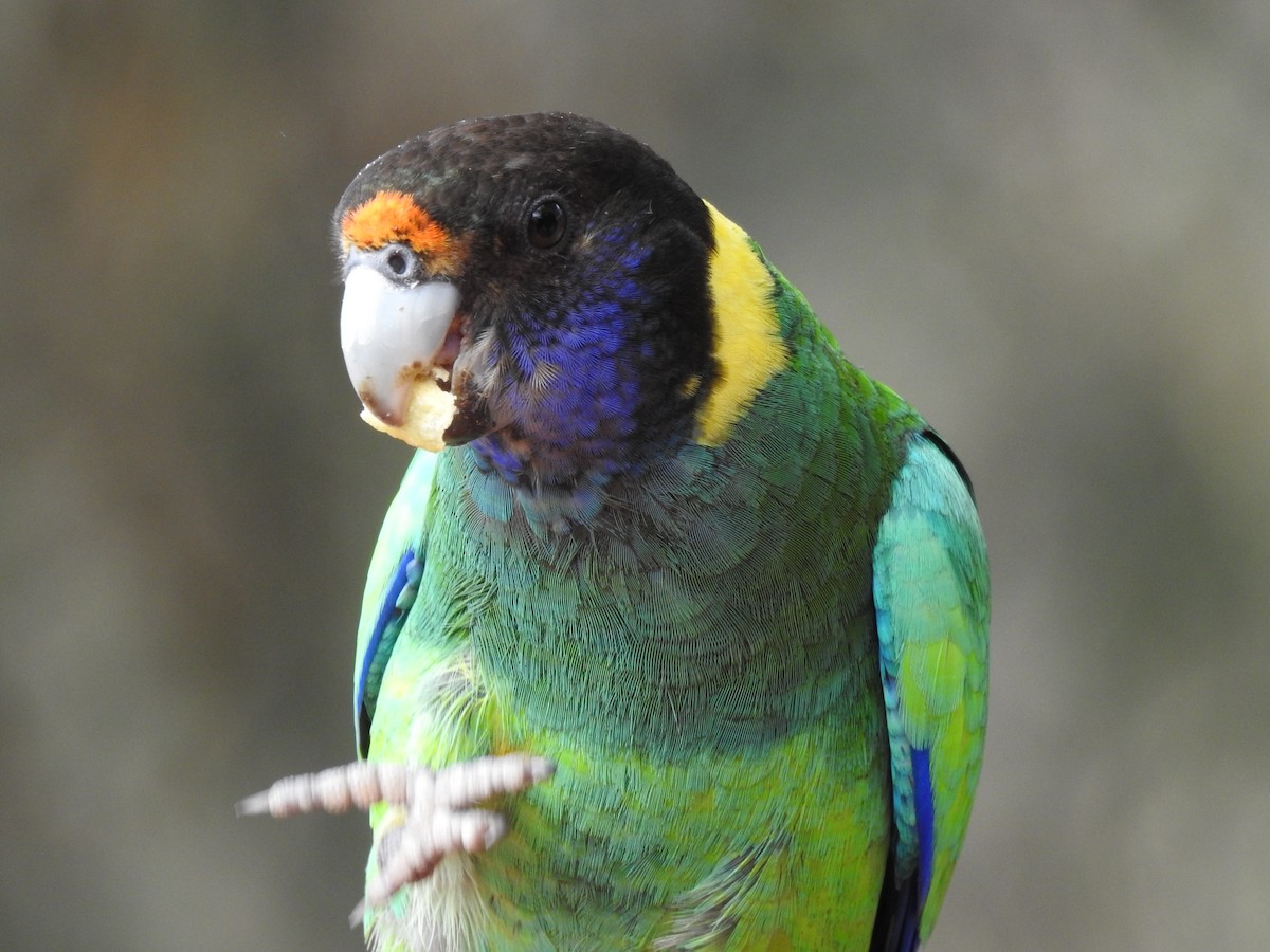 Australian Ringneck - Hannah Elliott