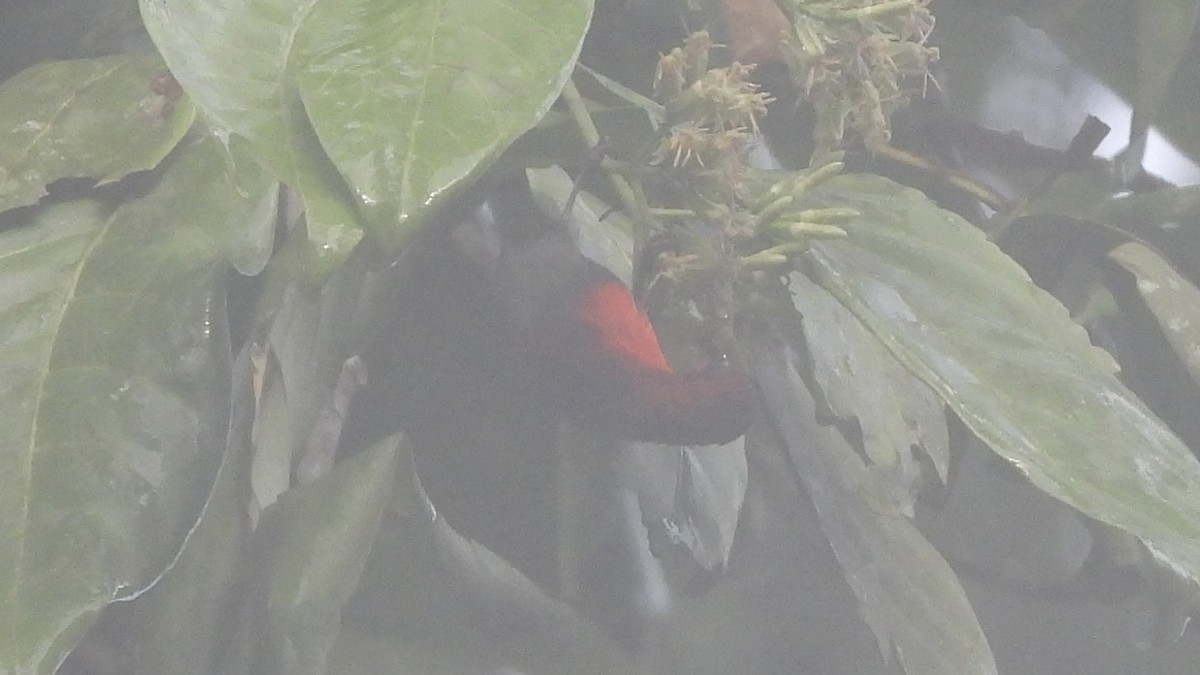 Crimson Sunbird - ML620439428